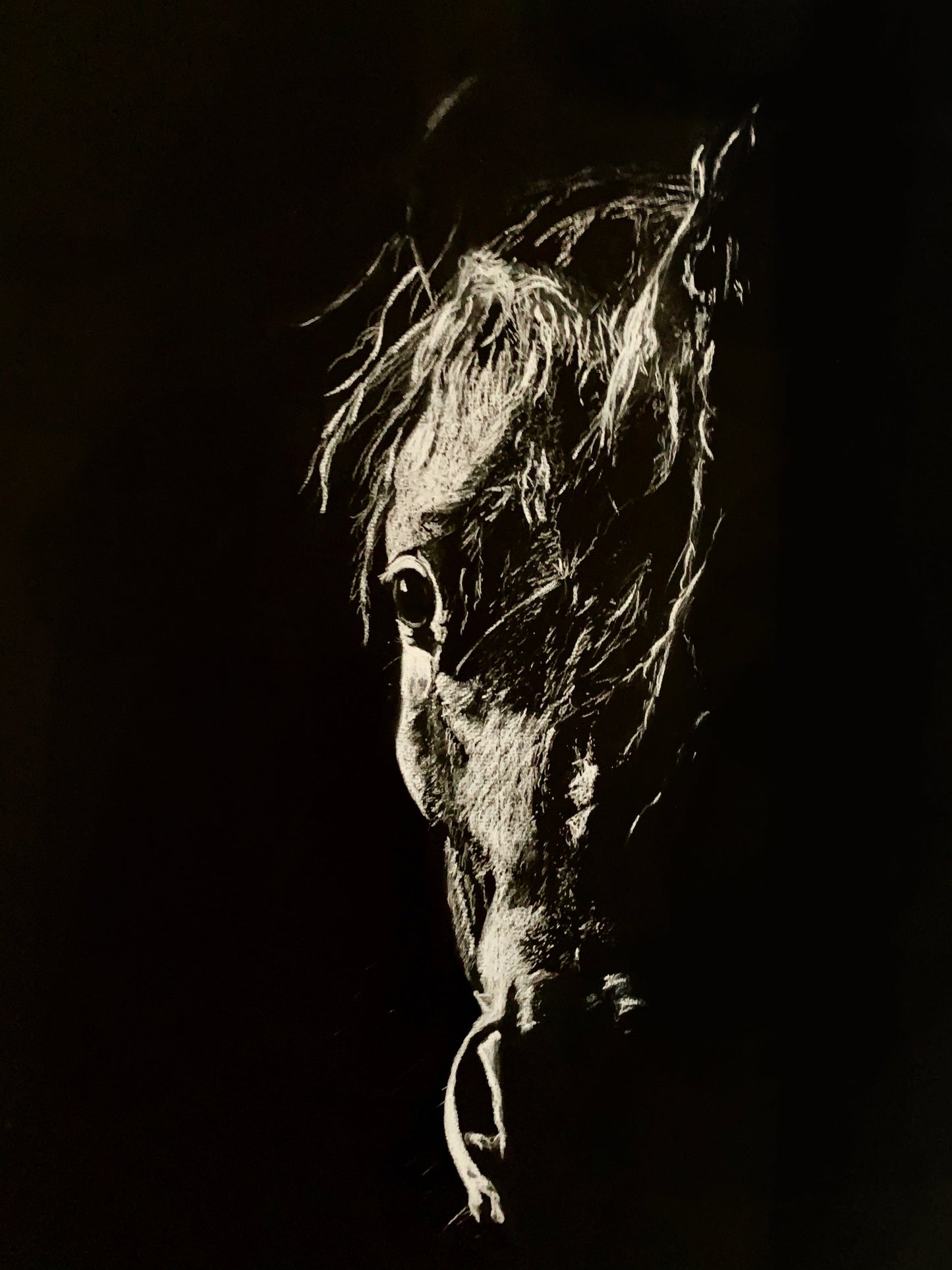 Horse White on Black Study Drawing